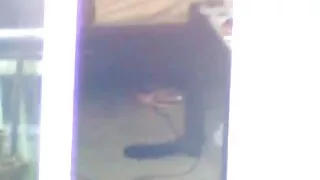 স্যাসি শ্যামাঙ্গিনী  ...