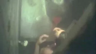 অদ্ভুত অশ্বপালন যেভা ...