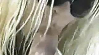কাউগার্ল এর মত লম্বা ...